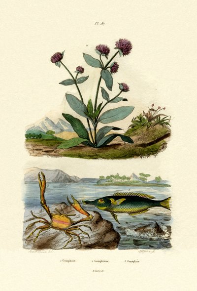 Fugleleppefisk, 1833-39 av French School